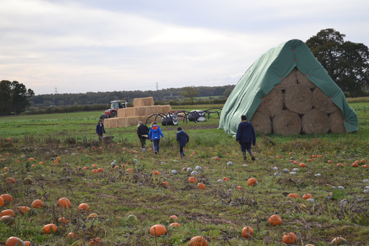 Pick your own Pumpkin