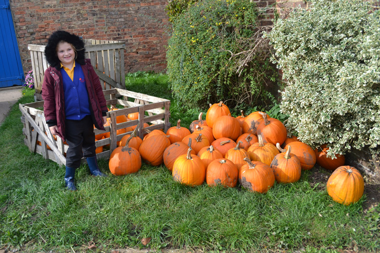 Pick your own Pumpkin