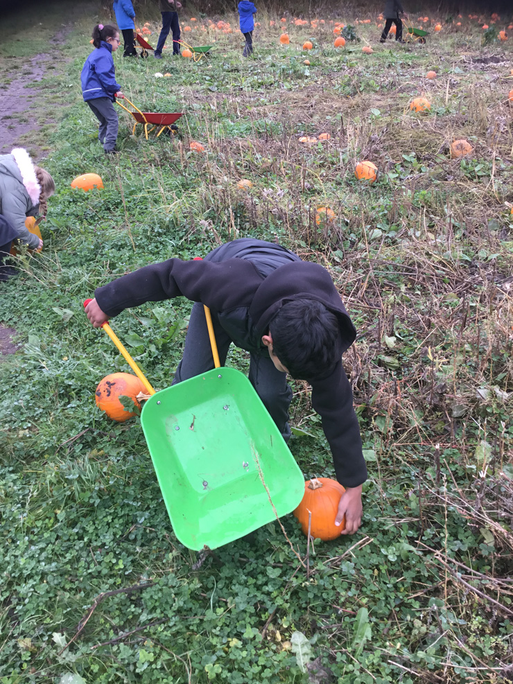 Pick your own Pumpkin